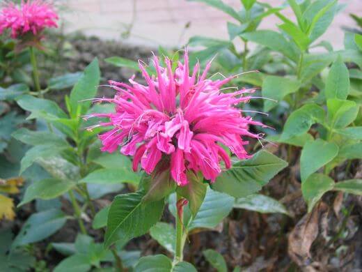 Bee Balm (Monarda Didyma) Pink Flowers