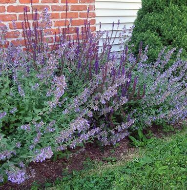 Catmint (Nepeta grandiflora) Plant and Flowers