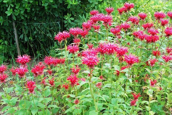 Bee Balm (Monarda Didyma) Plant with Red Flowers