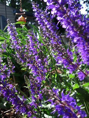 Catmint (Nepeta grandiflora) Flowers