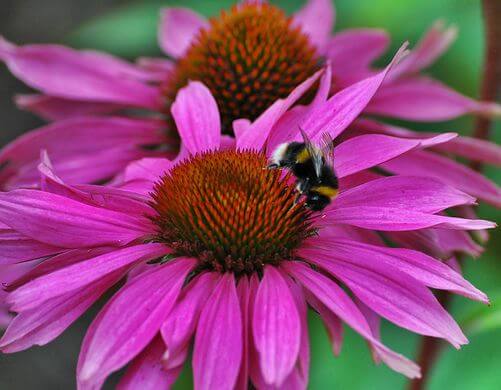 Echinacea (Echinacea purpurea) Flower and Bee Close Up