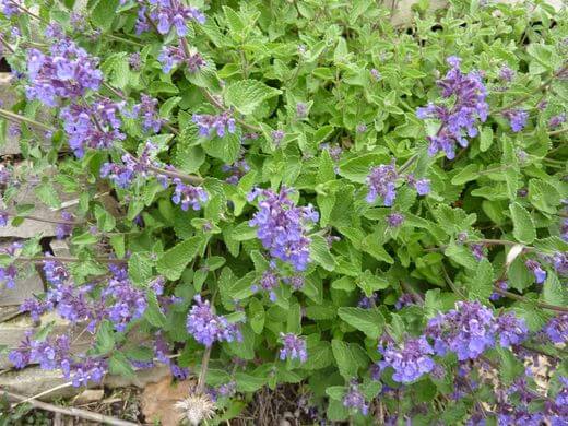 Catmint (Nepeta grandiflora) Plant and Blossoms