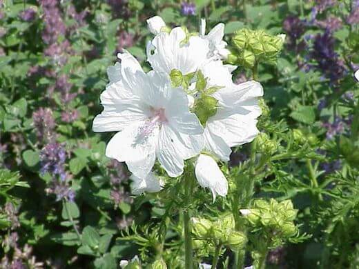 Musk Mallow (Malva Moschata) Alba/White Variant