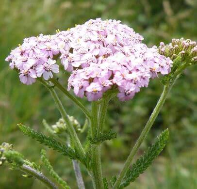 Yarrow (Achillea millefolium) Pink Variant