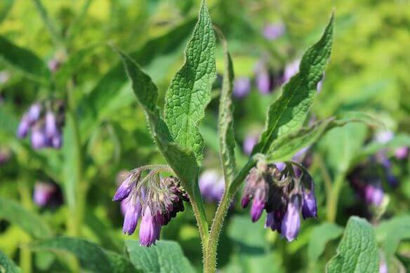 Comfrey (Symphytum officinale) Leaves and Flowers