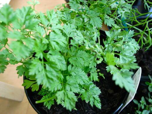 Chervil (Anthriscus cerefolium) as a Houseplant