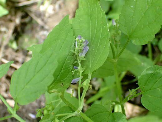 Blue Skullcap (Scutellaria lateriflora) Flower and Leaves Close Up