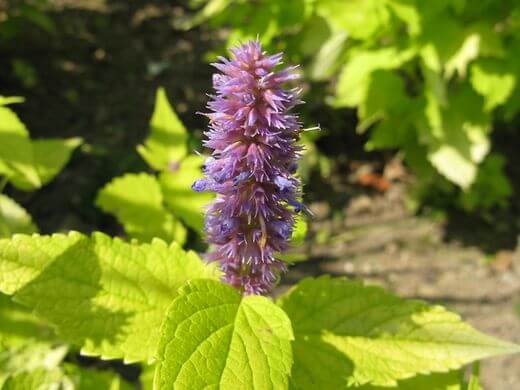 Anise Hyssop (Agastache foeniculum) Flower