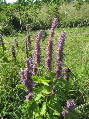 Anise Hyssop (Agastache foeniculum) Blossoms