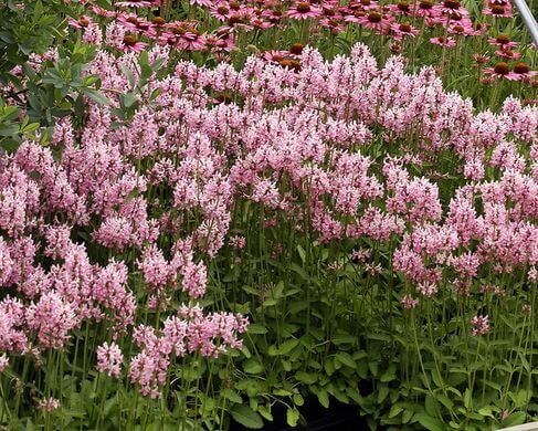 Wood Betony (Stachys officinalis) Blooms