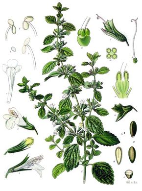 Lemon balm (Melissa officinalis) Illustration