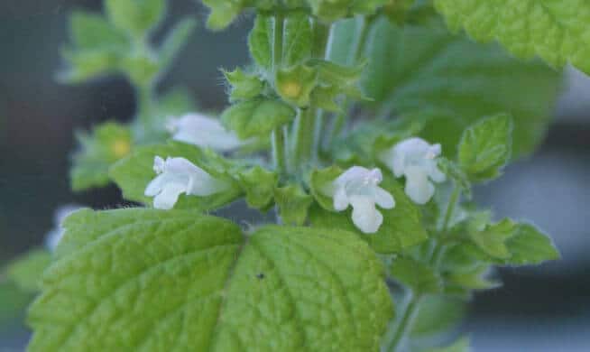 Lemon balm (Melissa officinalis) Flowers