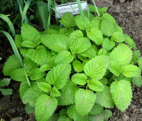 Lemon balm (Melissa officinalis)