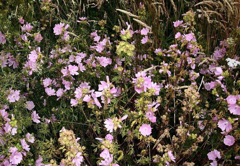 Musk Mallow (Malva Moschata)