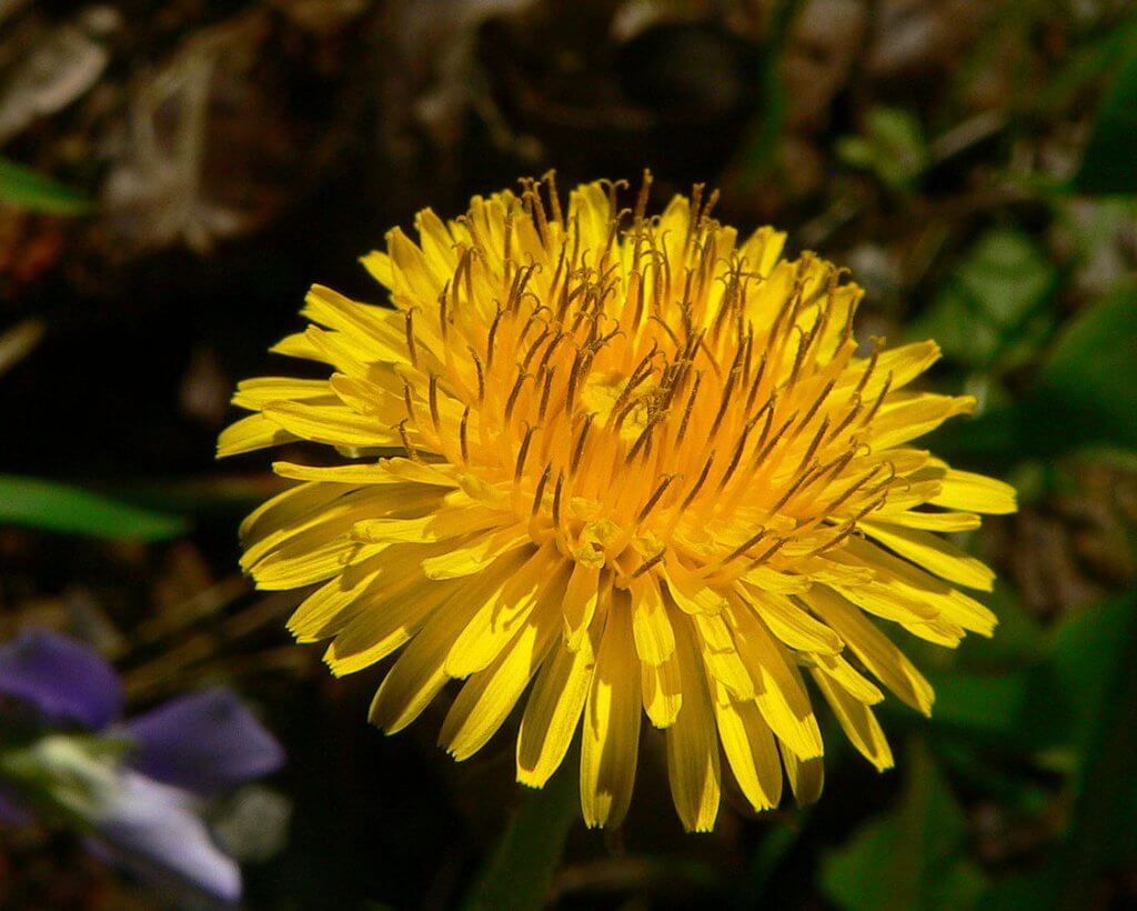 Dandelion (Taraxacum officinale) Blooming Flower