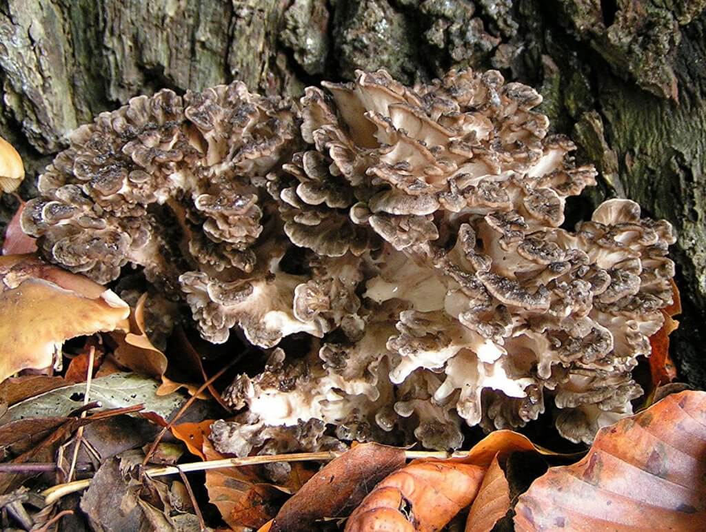 Maitake (Grifola frondosa)