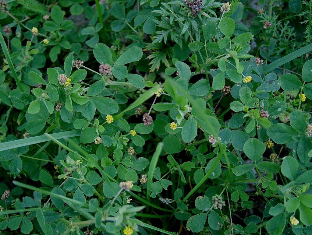 Black medic (Medicago lupulina)