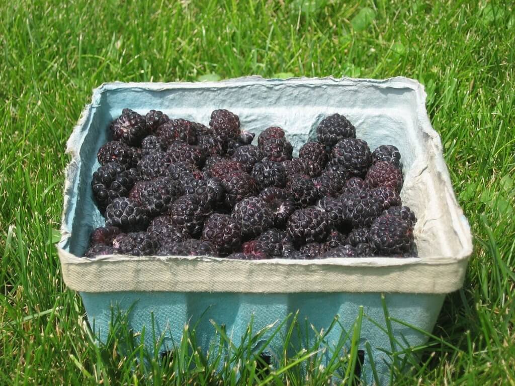 Black Raspberry (Rubus occidentalis), Harvested