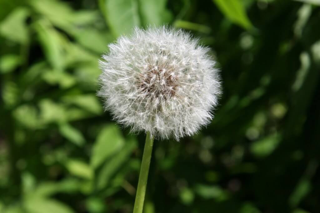 Dandelion (Taraxacum officinale) Seeds