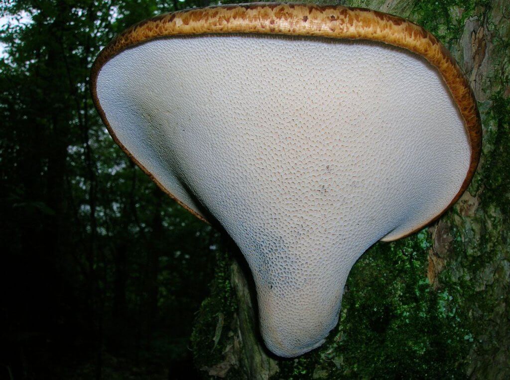 Dryad’s saddle (Polyporus squamosus) Underside Pore Pattern