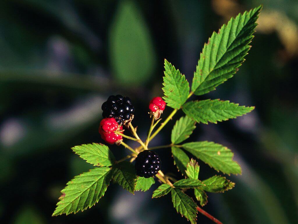 Dewberry (Rubus flagellaris)