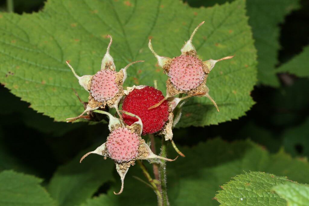 Thimbleberry (Rubus parviflorus)