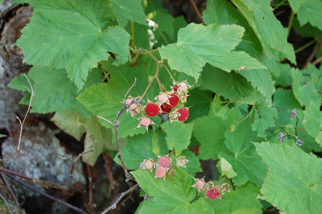 Thimbleberry (Rubus parviflorus)