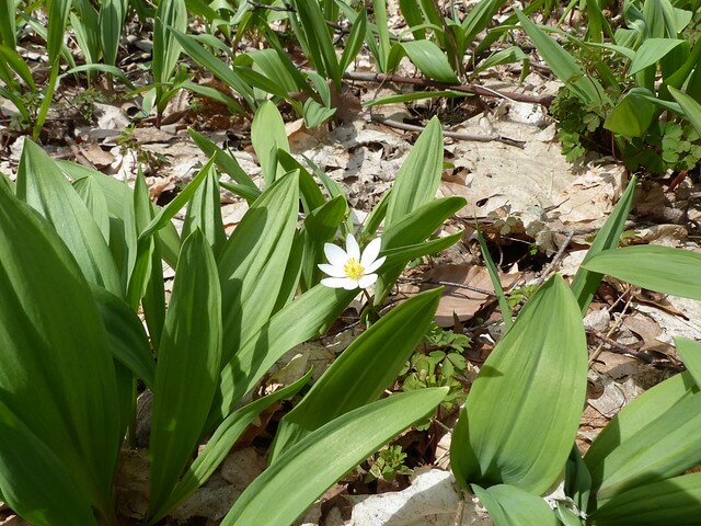 Ramps (Allium tricoccum)