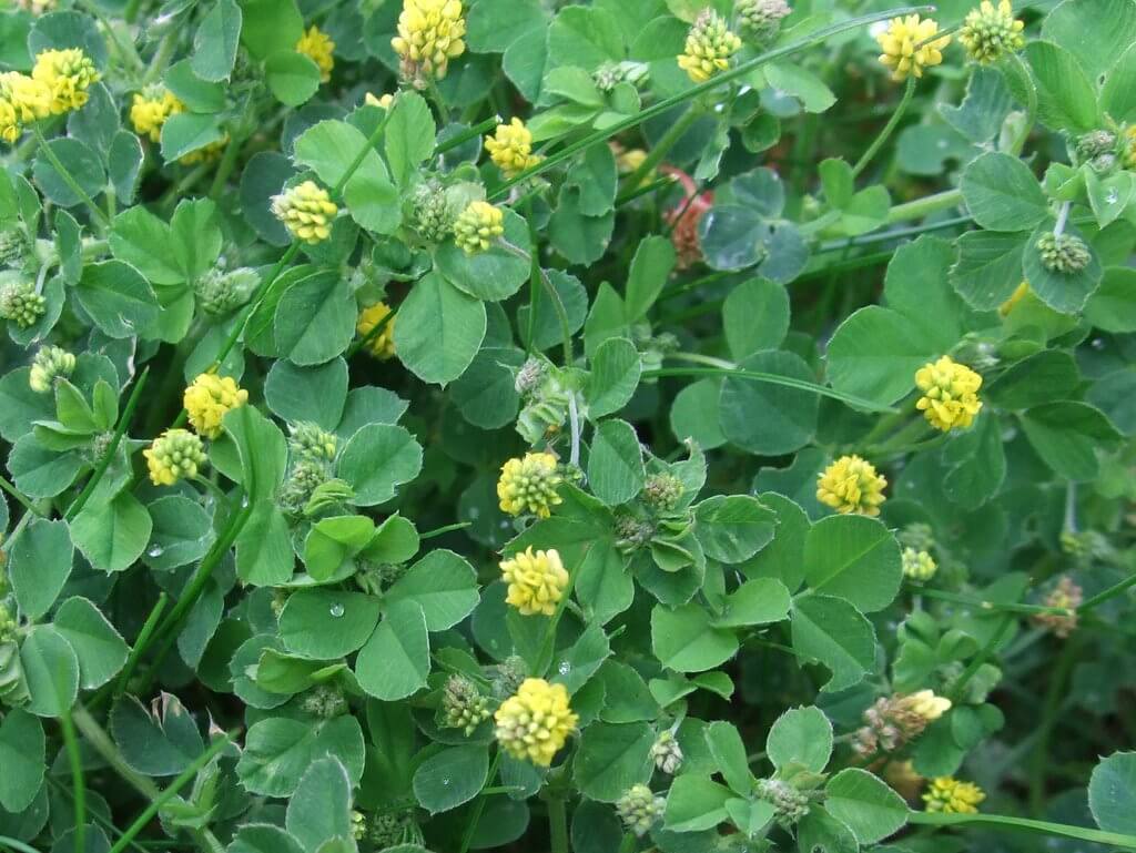 Black medic (Medicago lupulina) in Bloom