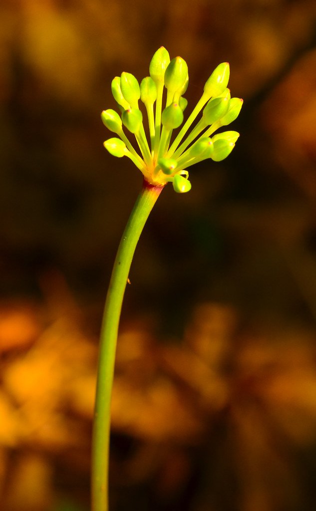 Ramps (Allium tricoccum) Flower