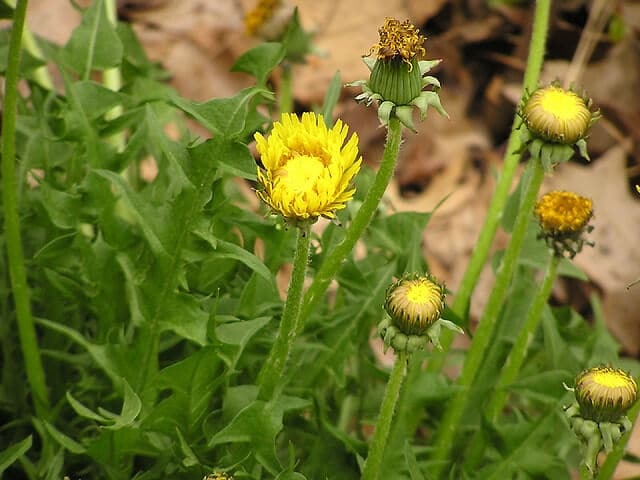 Dandelion (Taraxacum officinale) Flower Buds