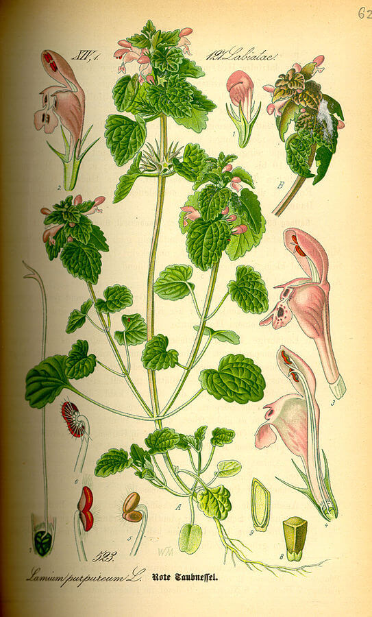Dead Nettle (Lamium purpureum) Illustration