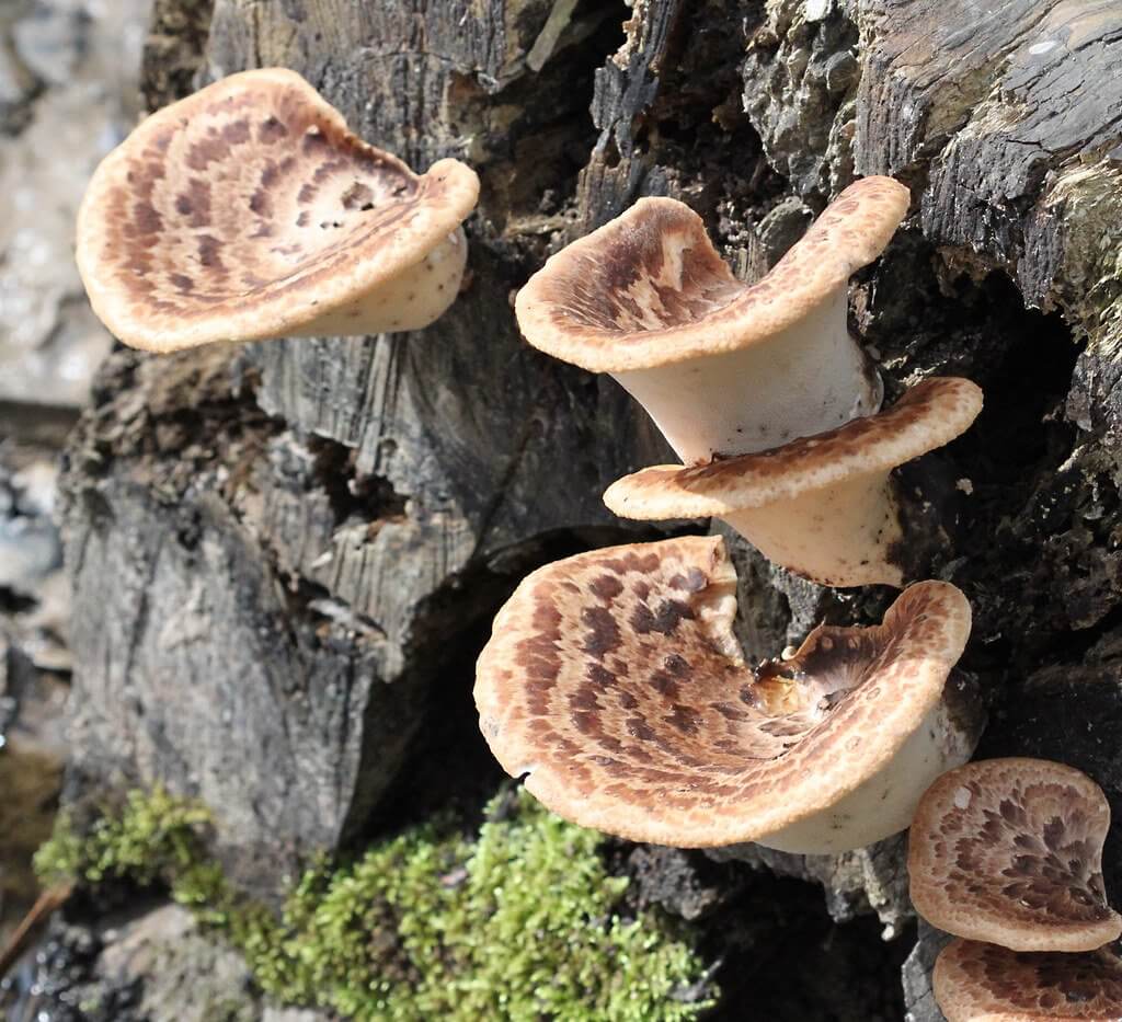 Dryad’s saddle (Polyporus squamosus) Young Specimens