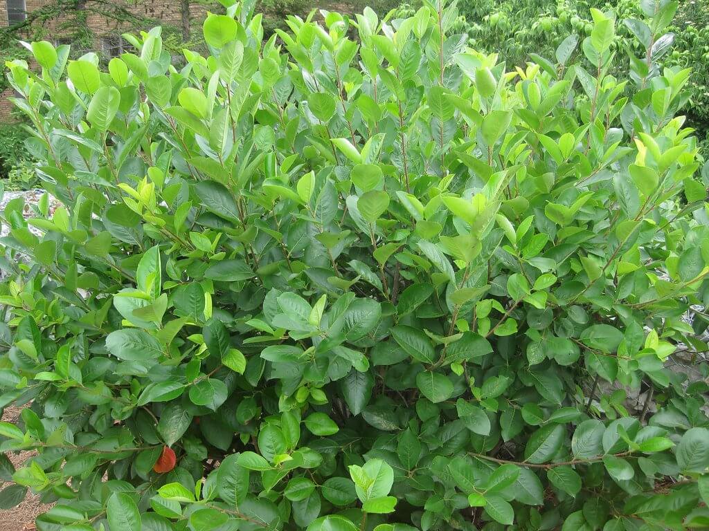 Black Chokeberry (Aronia melanocarpa) Bush