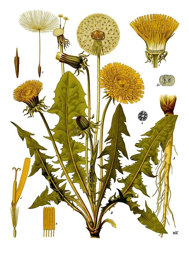 Dandelion (Taraxacum officinale) Illustration