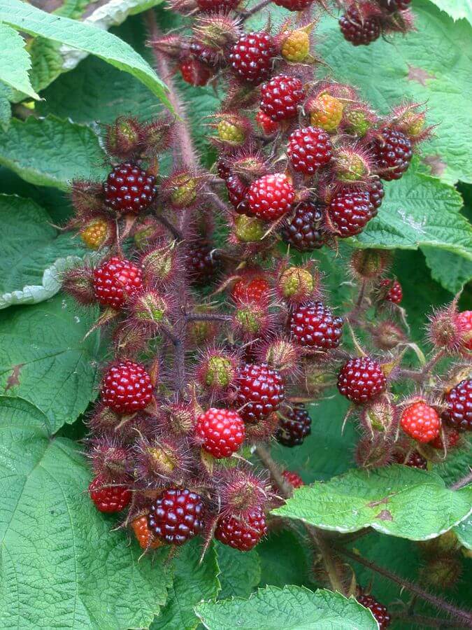 Wineberry (Rubus phoenicolasius)