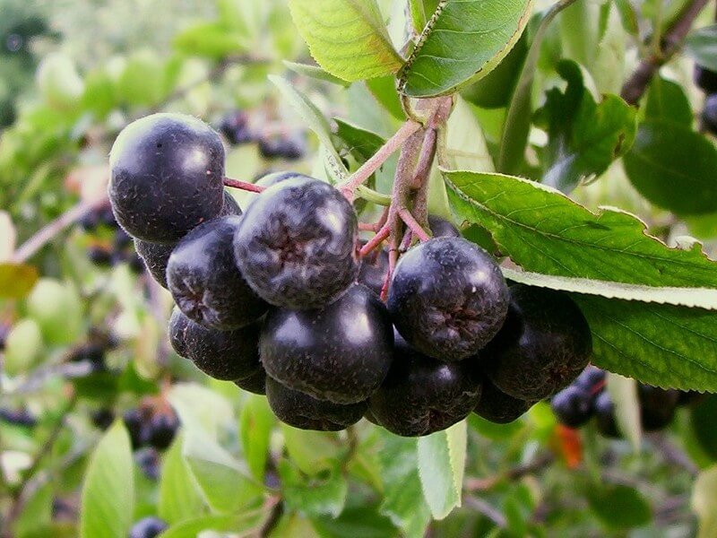 Black Chokeberry (Aronia melanocarpa) Fruits