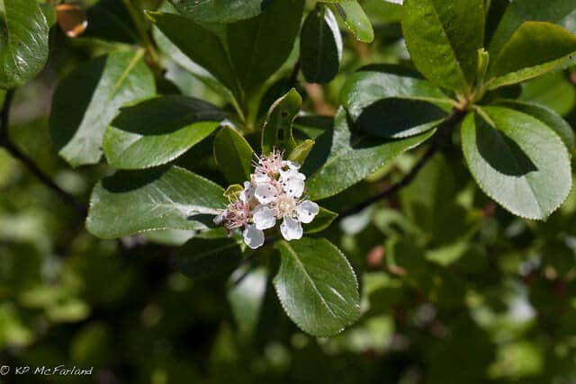 Black Chokeberry (Aronia melanocarpa) Flowers