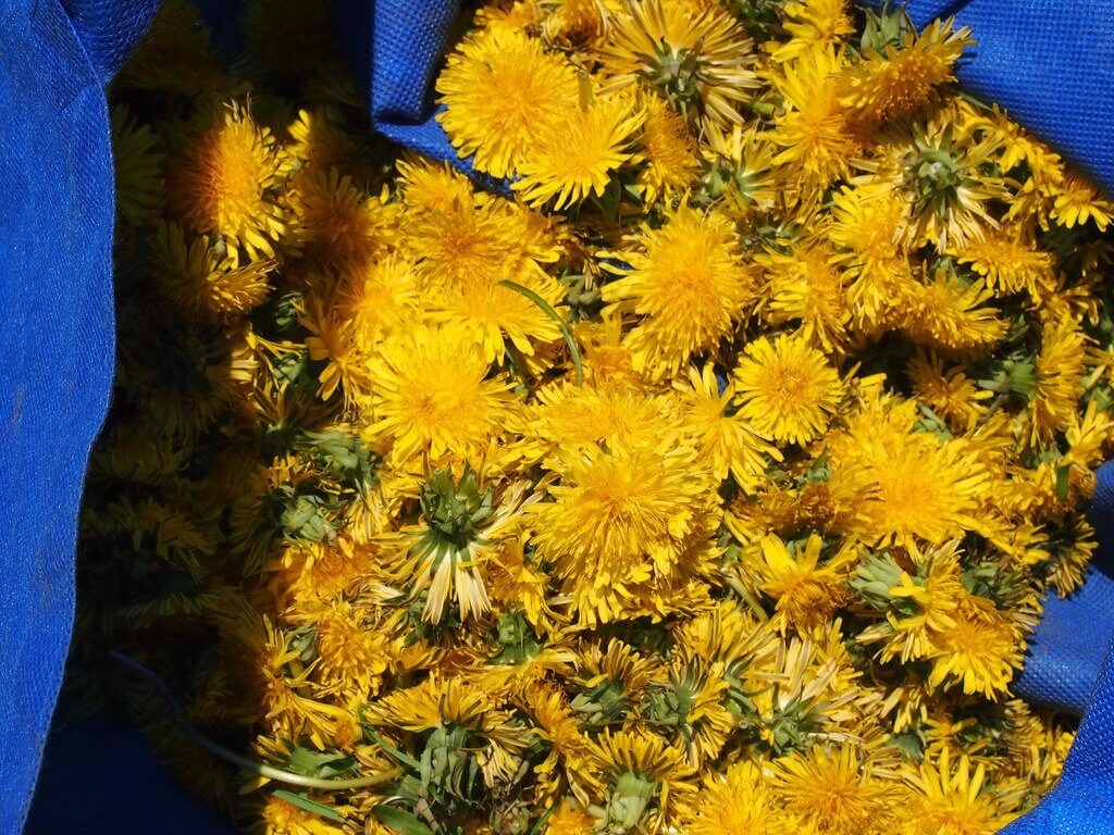 Dandelion (Taraxacum officinale) Flowers, Harvested