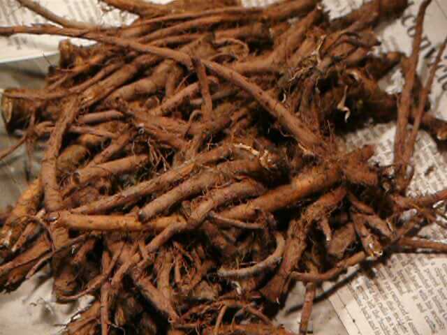 Dandelion (Taraxacum officinale) Roots, Harvested