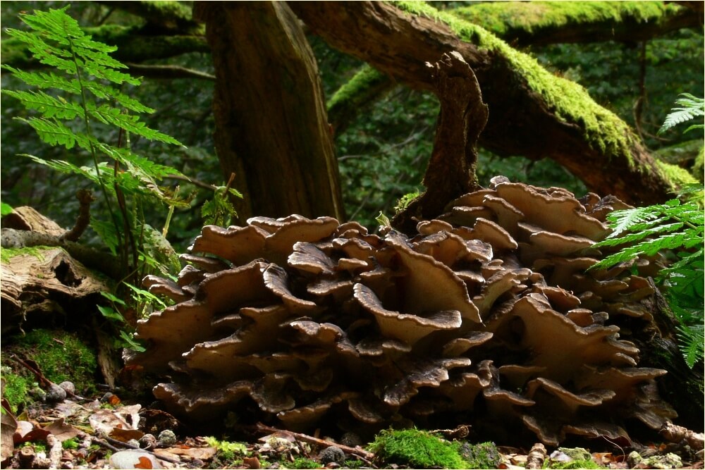 Maitake (Grifola frondosa) in the Wild