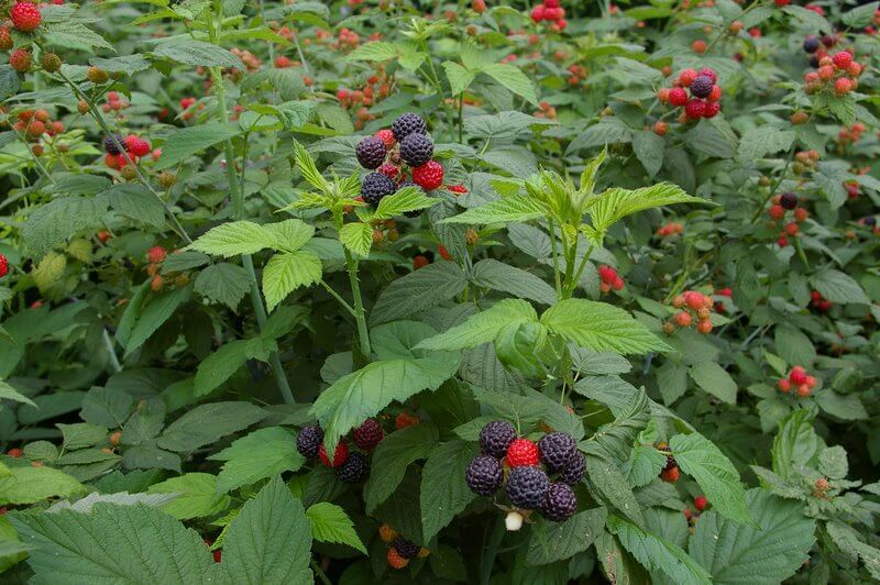 Black Raspberry (Rubus occidentalis)