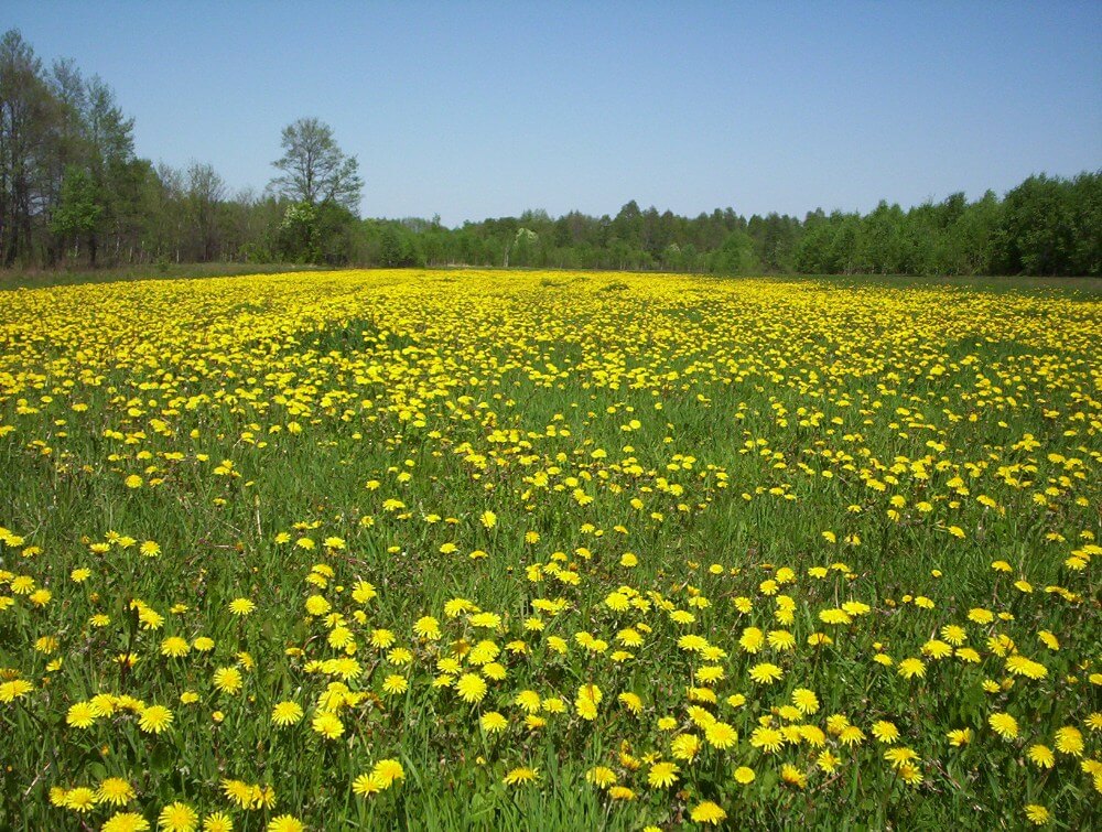 Dandelion (Taraxacum officinale) Field