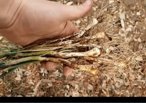 Allium vineale - Wild Garlic Bulbs