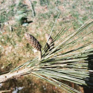 Young Pine Cones of White Pine (Pinus strobus)