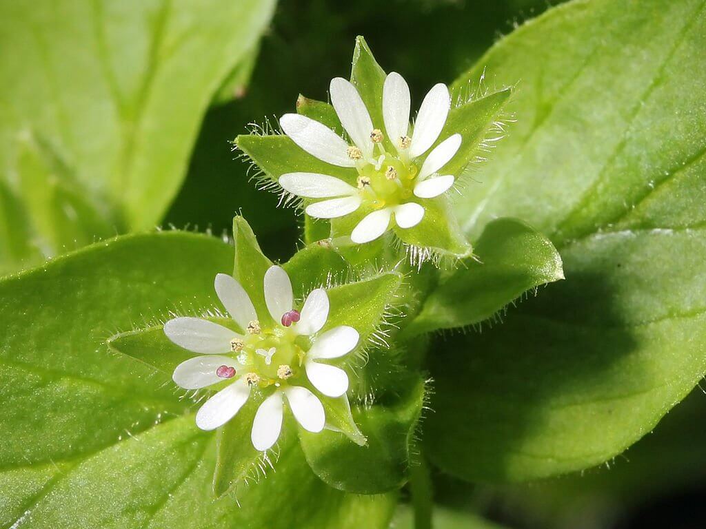 Chickweed (Stellaria Media) Flowers