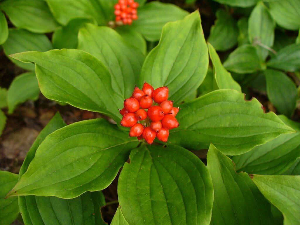 Bunchberry (Cornus canadensis)