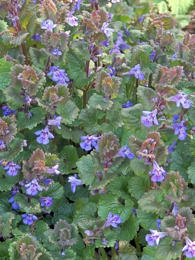 Field of Ground Ivy (Glechoma Hederacea)