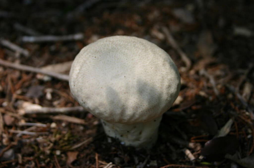 Giant puffball mushroom (Calvatia gigantea)