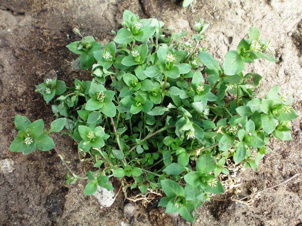 Chickweed (Stellaria Media) Whole Plant